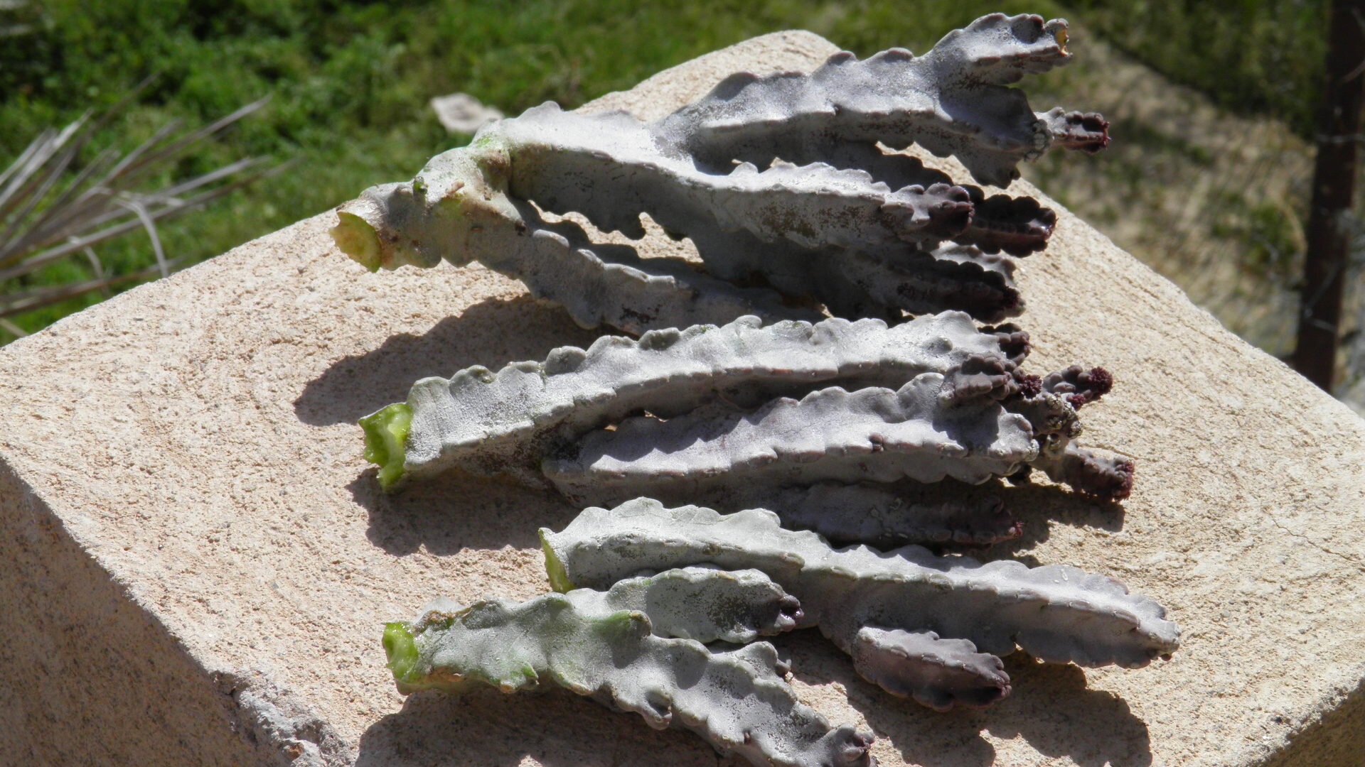 نباتات برية بولاية نخل وحديث الأسرار والطبيعة البكر